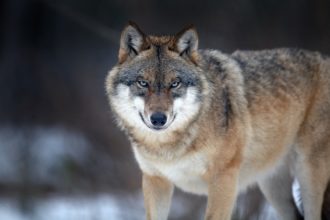 Mavlono va bo‘ri po‘stini - Islomiy hikoya